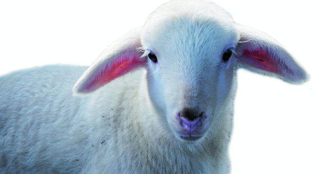 Ascoli, carica nell'auto gli agnelli comperati per la Pasqua: multato