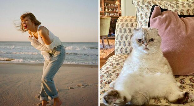 Taylor Swift, il gatto Olivia Benson è più ricco del fidanzato Travis Kelce: il patrimonio da capogiro