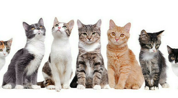 Covid, l'altra faccia della pandemia, migliaia di gatti orfani, parte campagna per l'adozione