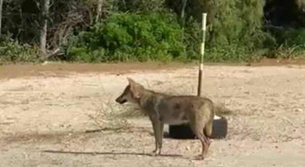 Un piano per il lupo del Salento: al via monitoraggi e mappature