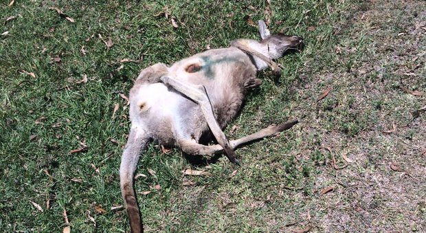 Australia, automobilista fa strage di canguri: 17 animali uccisi