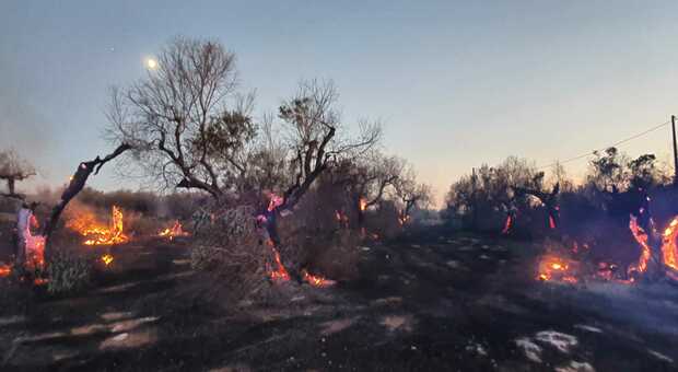 Salento, ancora un incendio nelle campagne devastate dalla xylella: in cenere due ettari di oliveto