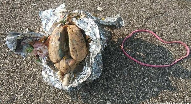 Un uomo trova un cervello avvolto in un foglio di alluminio su una spiaggia negli USA