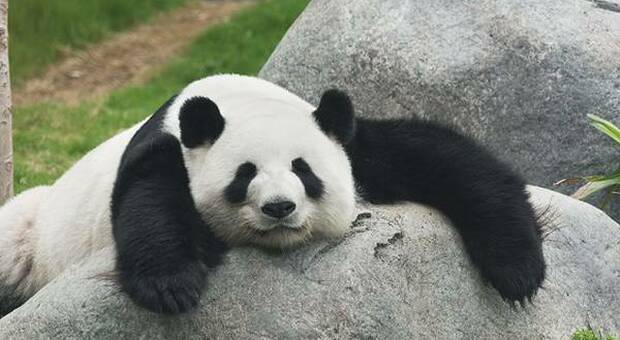 Catturate le immagini di un insolito panda gigante albino in Cina - VIDEO