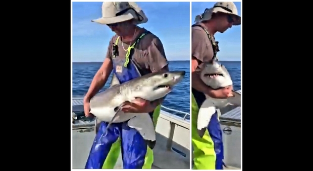 Il baby squalo bianco in braccio al pescatore prima del rilascio in mare (Video e frame pubbl su Fb da Trapman Bermagui)