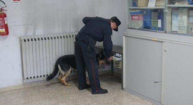 Altavilla, il cane antidroga scopre un panetto di hashish nel garage