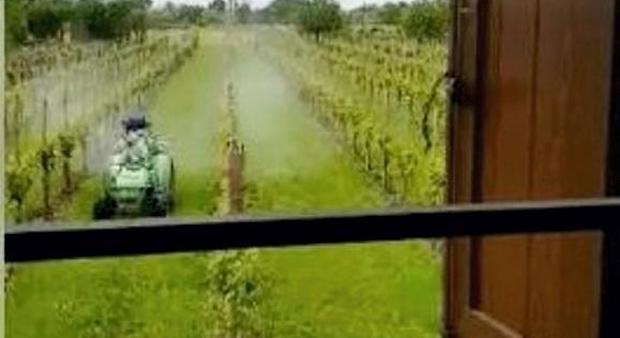 I pesticidi per i vigneti del Prosecco "sparati" sotto le finestre di casa