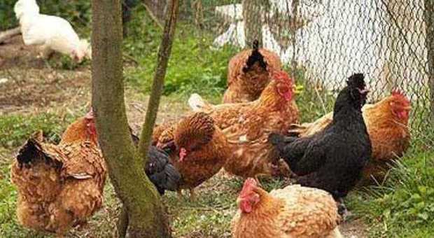 Foligno, ladri-allevatori in un pollaio: ratto delle galline che fanno le uova