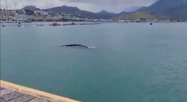 la balena grigia nelle acque antistanti la banchina della Base Nato di Gaeta