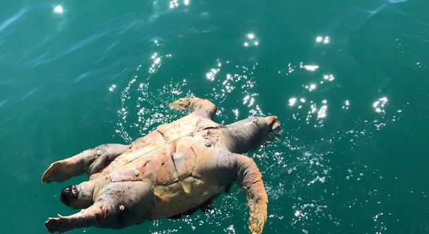 Tartaruga marina morta a largo di Cuma: sesto caso del 2017
