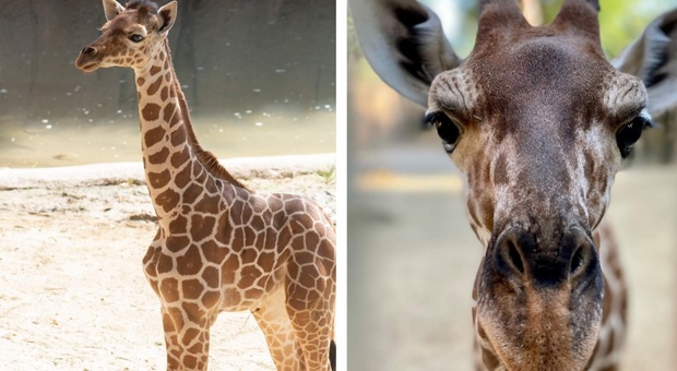 Marekani, la giraffina di 3 mesi soppressa allo Zoo di Dallas per incurabili problemi fisici