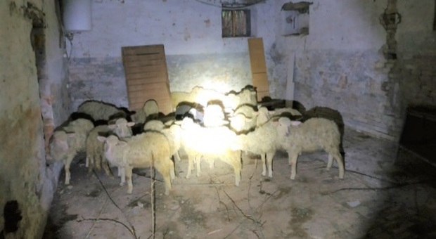 Morrovalle, in un casolare trovati 26 agnelli senza cibo né acqua