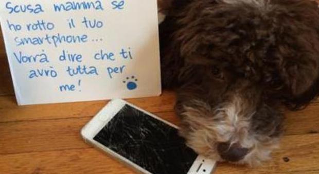 Cani e gatti sono i peggiorni amici di tablet e smartphone: ecco perché