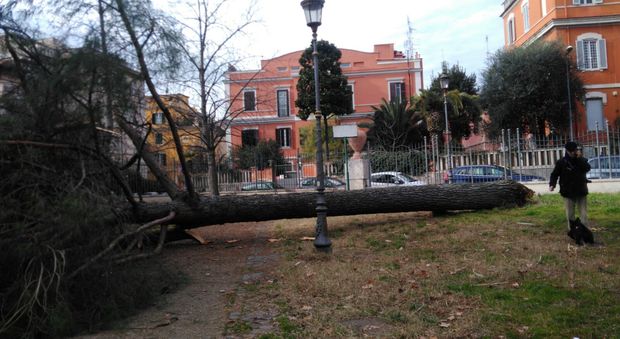 Roma, tragedia sfiorata a Villa Paganini: crolla albero secolare