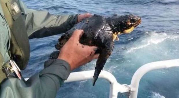 Una tartaruga ricoperta di nafta