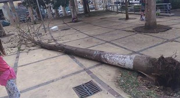 Maltempo a Napoli, cade un albero «Monitoraggio per evitare tragedie»