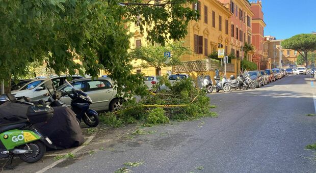 Nubifragio a Roma, auto intrappolate in Prati. Code su Tangenziale Est per albero caduto sulla rampa Salaria