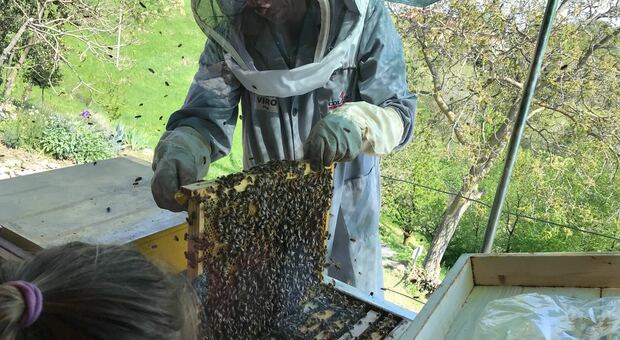 Nasce il pronto soccorso api
