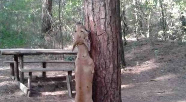Scoperta choc nel Parco Vesuvio: bimbi in gita trovano un cane impiccato