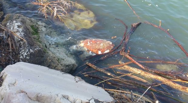 Recuperata carcassa di tartaruga in fase avanzata di decomposizione