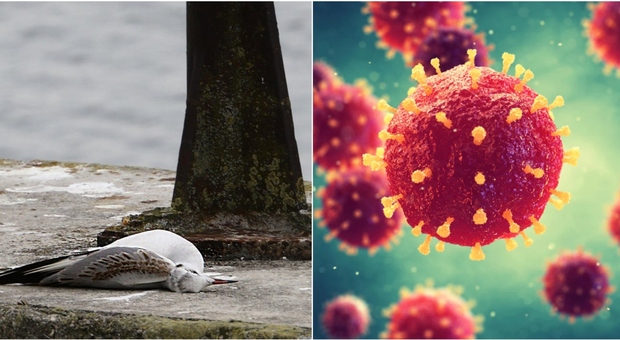Influenza aviaria H5N1, dai sintomi alla trasmissione all'uomo: rischiamo una nuova pandemia? Ecco cosa sappiamo