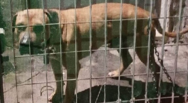 Ecco il pitbull rinchiuso nella gabbia prima delle aggressioni