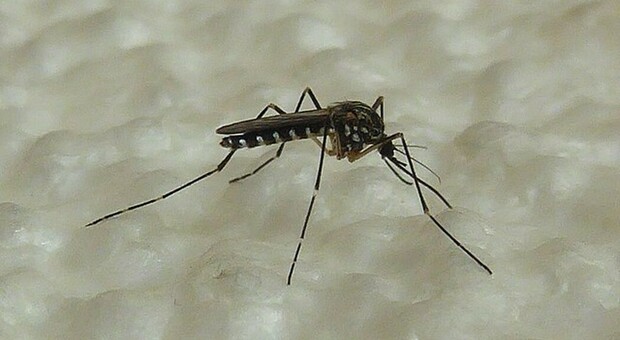 I trucchi per non farsi pungere dalle zanzare