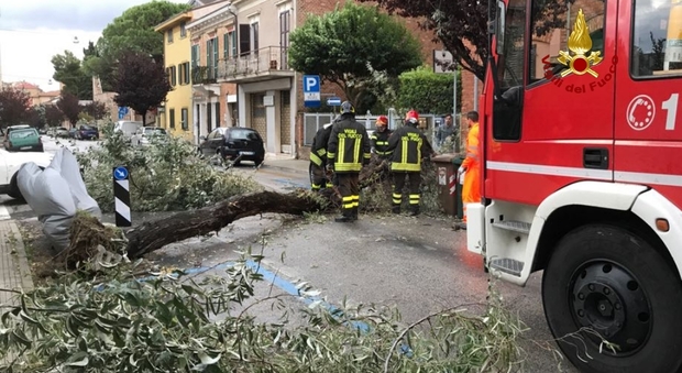 Vento forte a Falconara, cade un albero Strada bloccata, colpita un'automobile