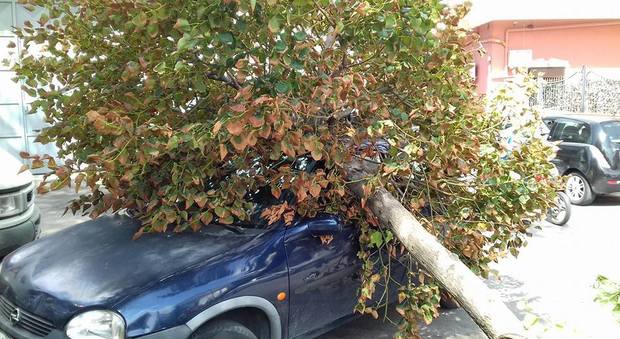 Il maltempo fa i primi danni in provincia: albero si abbatte su un'auto in sosta a Mugnano