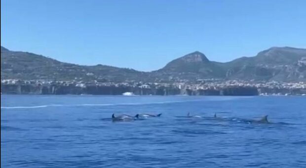 La spettacolare danza di delfini al largo di Capri