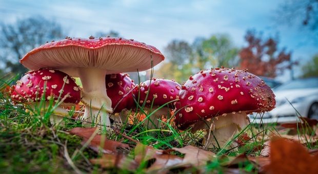 Allarme funghi velenosi: 4 ricoverati, un uomo rischia il trapianto di fegato (Foto di Alexander Kliem da Pixabay)