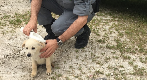 Ancona, traffico di cuccioli sul web: multati cinque allevatori di cani