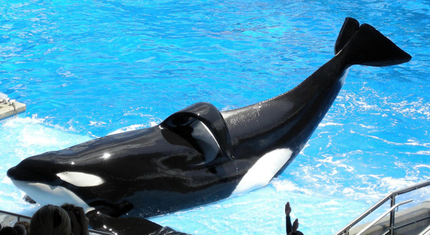 Morta Tilikum, l'orca assassina di Orlando