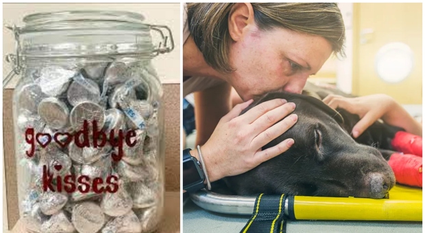 Dolcetti di cioccolato ai cani che stanno per morire, la veterinaria: «Nessuno dovrebbe andare in paradiso senza provarlo»