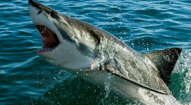 Scappa dopo aver visto uno squalo ma non riesce a raggiungere la riva: uccisa in acqua davanti a tutti