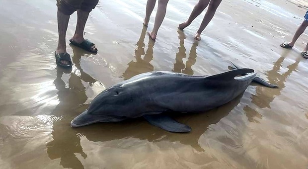 Delfino spiaggiato, invece di essere soccorso è cavalcato dai bagnanti e muore