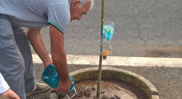Guerriglia verde ad Aprilia, i cittadini piantano alberi