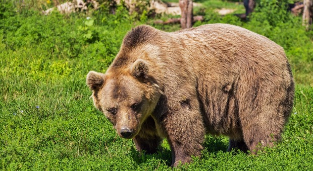 Aggressione dell'orsa JJ4 in Trentino - Foto di Robert Balog da Pixabay