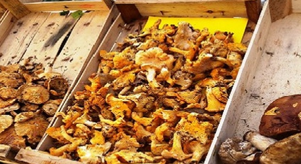 Sequestrati 35 chili di funghi tossici Intossicati in 10 e il rischio resta alto