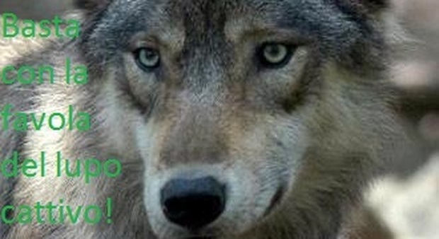 La carica dei parchi nazionali: «Giù le mani dai lupi»