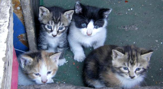 Troppo amore per i gatti: si prende cura di una colonia felina ma finisce a processo