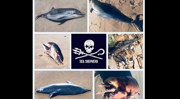 Delfini, strage nelle acque francesi. Sea Shepherd: «A rischio la specie» (immagini di Sea Shepherd France)