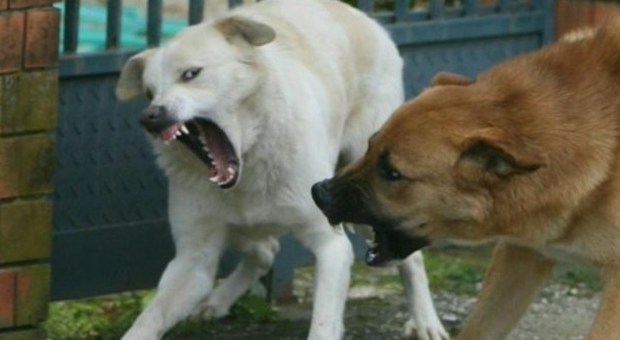 Bimba azzannata da un cane, rischia di perdere una mano: intervento al Santobono