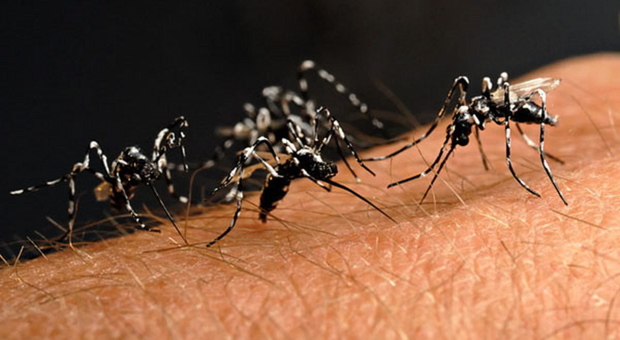 Dengue, un caso a Motta di Livenza: contagiata una 45enne tornata da Cuba