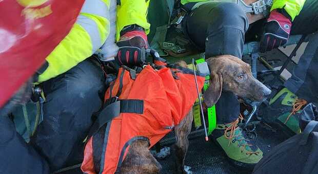 Cane imprigionato in un dirupo: salvato con l'elicottero dei vigili del fuoco