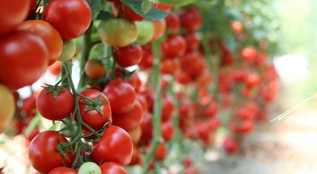 Inflazione, crescono i prezzi del pomodoro: è allarme speculazioni ma la qualità rimane al top