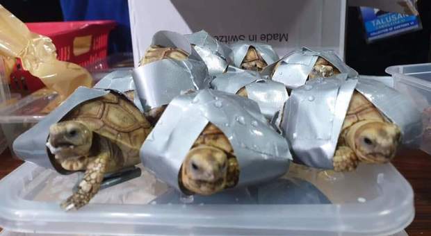 Oltre 1.500 tartarughe esotiche legate con il nastro adesivo: erano nascoste in 4 valigie