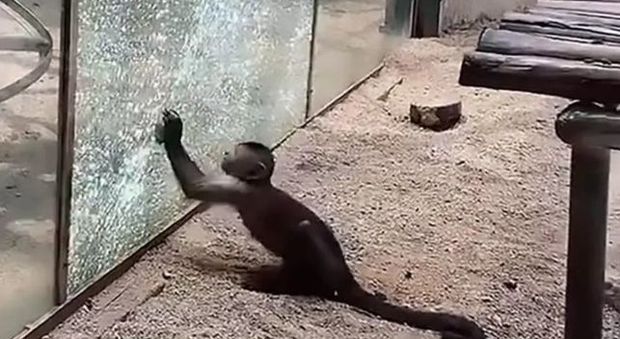 Fuga per la libertà: scimmietta leviga una pietra e sfonda il vetro dello zoo per uscire