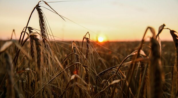 La guerra del grano ucraino: senza dazi invasione nei mercati italiani e francesi. Polonia, Ungheria e Slovacchia vietano le importazioni