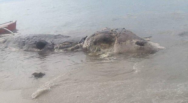Misteriosa creatura di 10 metri affiora dal mare: "Era enorme e dall'odore insopportabile"